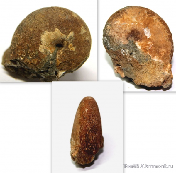 аммониты, мел, мезозой, Ammonites, р. Губс, Мостовский район, Cretaceous