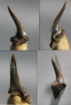 Зуб акулы  Mitsukurinidae sp.