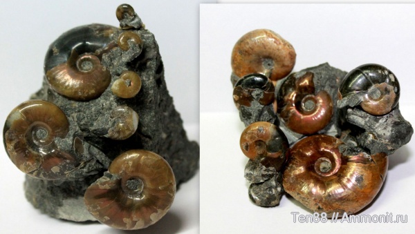 аммониты, мел, мезозой, Ammonites, р. Губс, Мостовский район, Cretaceous