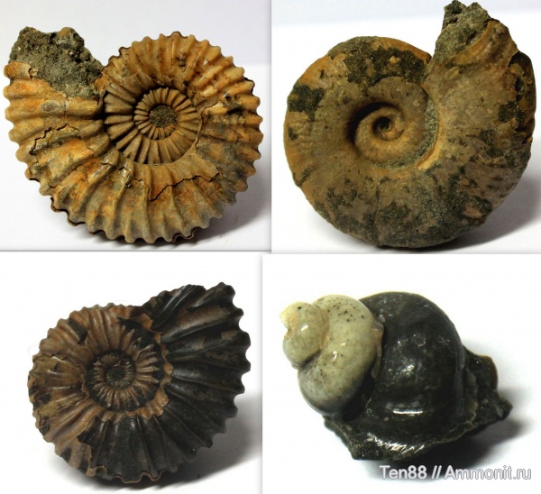 аммониты, Ammonites, р. Губс, Мостовский район