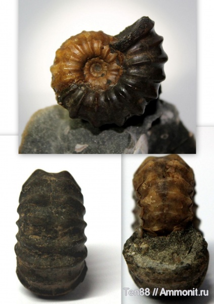 аммониты, мел, мезозой, апт, Ammonites, р. Губс, Мостовский район, Aptian, Cretaceous