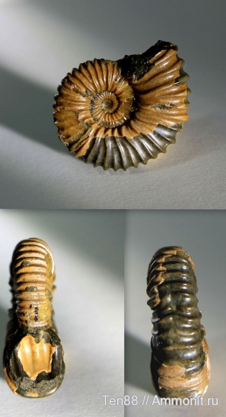 аммониты, мел, мезозой, прижизненные повреждения, Ammonites, р. Губс, Мостовский район, Cretaceous