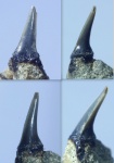 Зуб акулы апта (Odontaspididae)