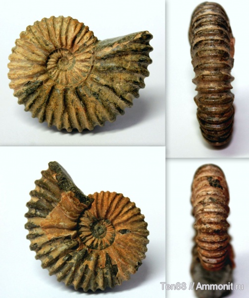 аммониты, мел, мезозой, апт, Ammonites, р. Губс, Мостовский район, Aptian, Cretaceous