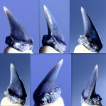 Зуб акулы Губса Lamniformes indet.