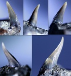 Зуб акулы "Protolamna" sp.