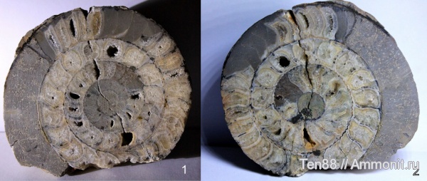 аммониты, моллюски, Cadoceras elatmae, Ammonites, Мостовский район