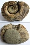 Аммонит Ammonitoceras (гетероморфный)