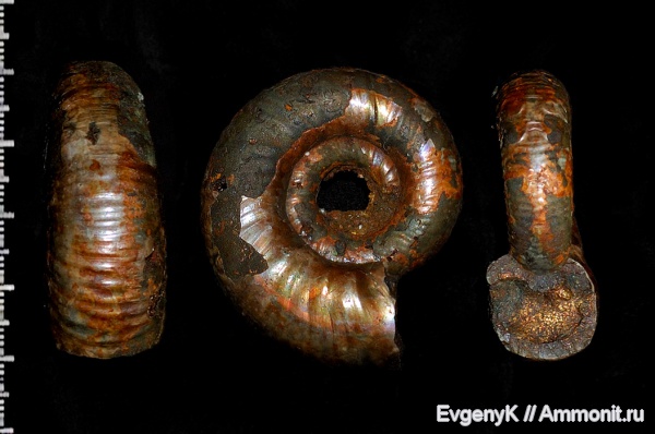 аммониты, Дубки, Perisphinctidae, Саратов, Саратовская область, Alligaticeras, Ammonites