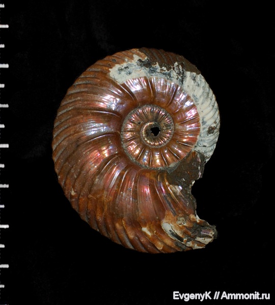 аммониты, Quenstedtoceras, Дубки, Саратов, Саратовская область, Ammonites, Quenstedtoceras flexicostatum