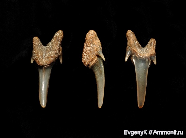 Eostriatolamia, Саратов, сеноман, зубы акул, Eostriatolamia subulata, Саратовская область, Cenomanian, shark teeth