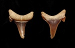 Боковой зуб акулы Eostriatolamia sp..