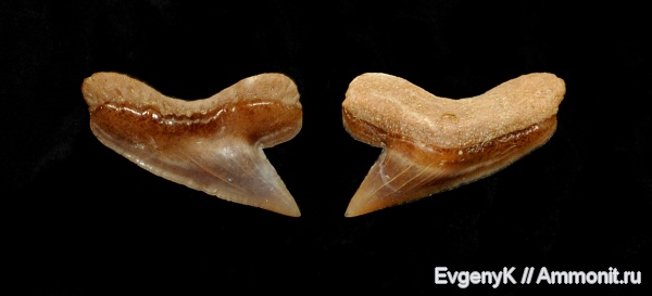 Palaeoanacorax, Саратов, зубы акул, Саратовская область, shark teeth