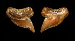 Palaeoanacorax sp.