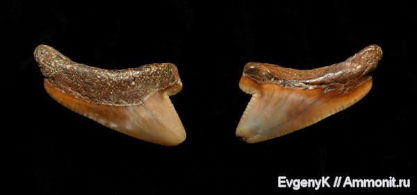 Squalicorax, Саратов, зубы акул, Саратовская область, shark teeth