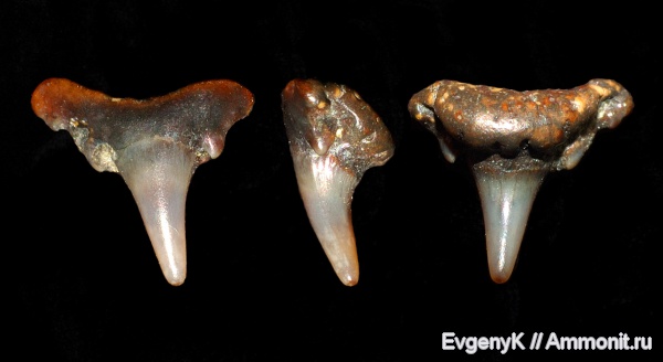 Саратов, зубы акул, Саратовская область, Synechodus, Synechodontiformes, shark teeth
