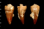 Зуб мозазавра