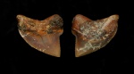 Боковой зуб Squalicorax kaupi