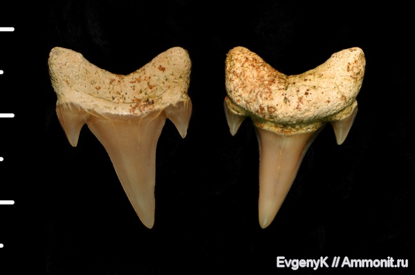 Саратов, зубы акул, Саратовская область, кампан, Campanian, shark teeth