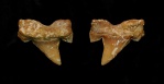 Боковой зуб Cretalamna appendiculata