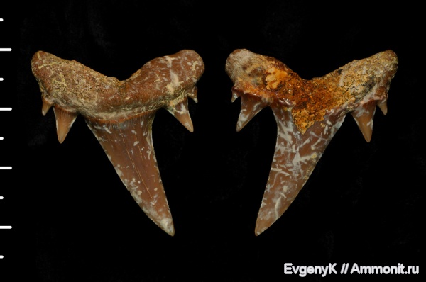 Саратов, зубы акул, Саратовская область, кампан, Scapanorhynchus, Campanian, shark teeth