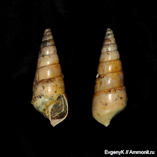 брюхоногие моллюски, Саратов, Саратовская область, Pseudomelania, Pseudomelania fokinensis