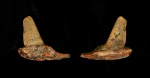 Фрагмент челюсти костной рыбы
