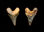 Зуб акулы семейства Anacoracidae