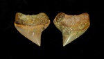 Передний зуб Squalicorax kaupi