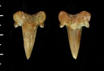 Передний зуб Cretalamna appendiculata