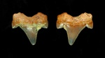 Задний зуб Cretalamna appendiculata