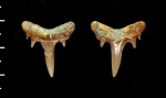 Неопределенный зуб акулы из кампана