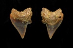 Передний зуб Palaeoanacorax sp.