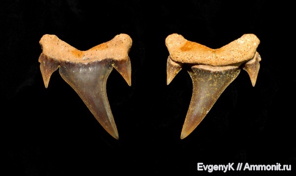 Саратов, сеноман, зубы акул, Саратовская область, Cenomanian, shark teeth