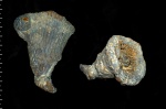 Cephalites (Ortodiscus) artafus