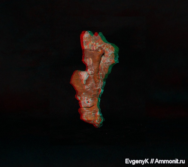 губки, Саратов, Саратовская область, 3D-изображения, Guettardiscyphia, Guettardiscyphia bisalata