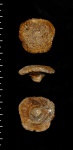 Contubernium ochevi - эндемик губковой фауны Саратовской области