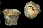 Cephalites (Ortodiscus) cevelitum