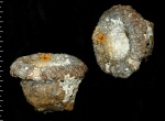 Cephalites (Ortodiscus) uvekensis
