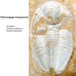 Ditomopyge mosquensis