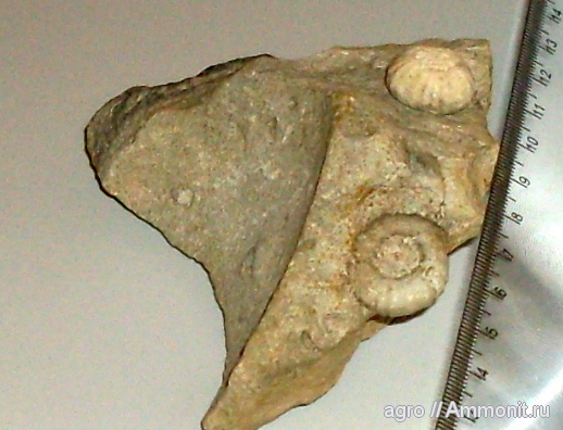 морские ежи, мезозой, верхний мел, Житомирская область, Upper Cretaceous