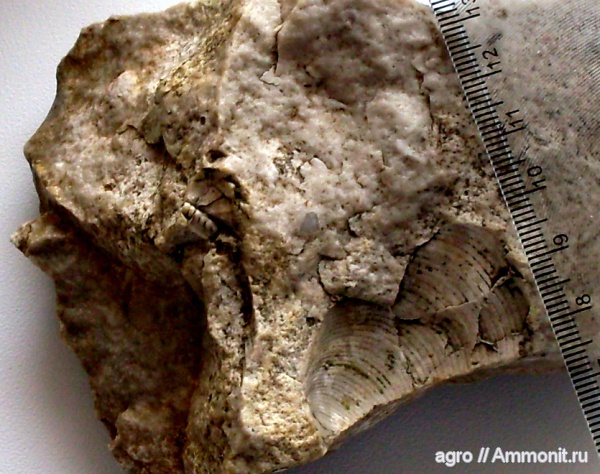 мезозой, верхний мел, пелециподы, Житомирская область, Upper Cretaceous