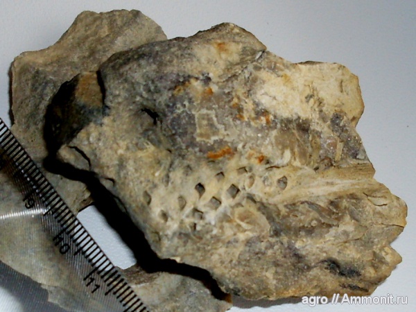 мезозой, верхний мел, Житомирская область, Upper Cretaceous
