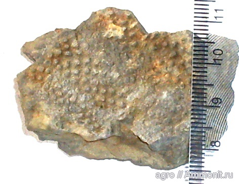 кораллы, мезозой, верхний мел, Житомирская область, Upper Cretaceous