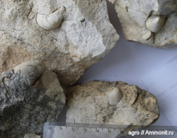 двустворки, мезозой, верхний мел, Житомирская область, Upper Cretaceous