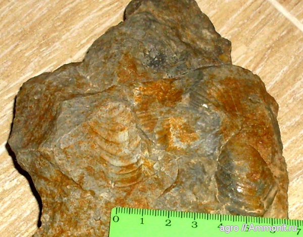 мел, двустворчатые моллюски, Inoceramus, Житомирская область, Cretaceous