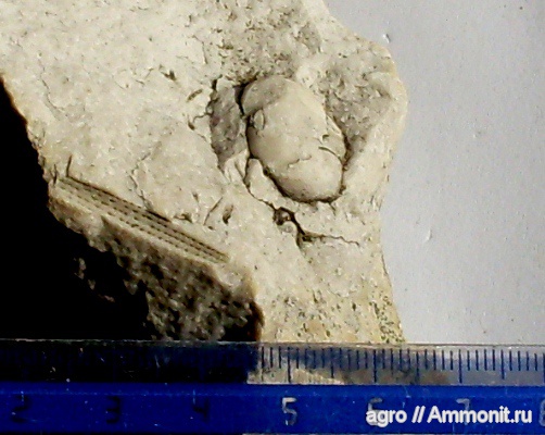 морские ежи, мел, мезозой, Житомирская область, Cretaceous