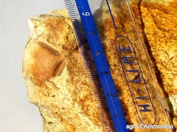 мел, мезозой, неправильные морские ежи, Житомирская область, Cretaceous