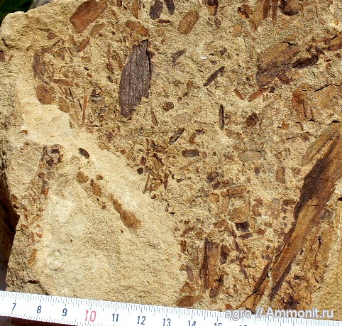 мел, древесина, Cretaceous