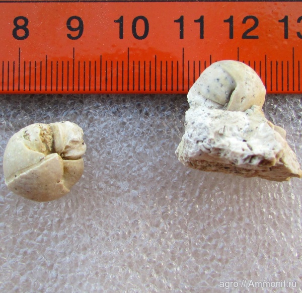 моллюски, двустворки, Jouannetia semicaudata